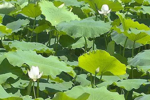 芡河人家——“吴郢”