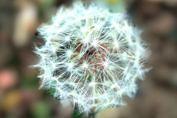 武穴吴氏文化《本修诗、词、文》