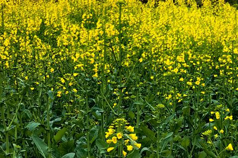 喝杯糖豆茶，一年甜蜜蜜