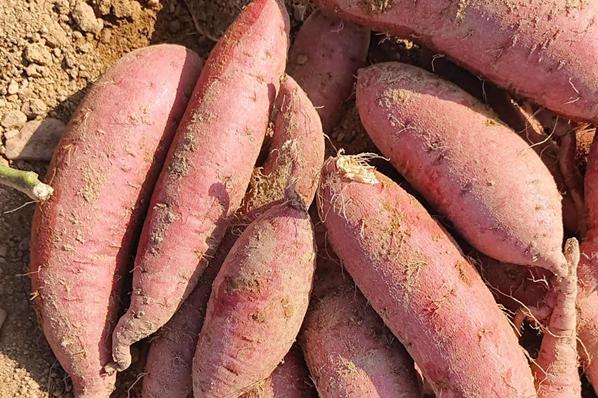 番薯引入中国考