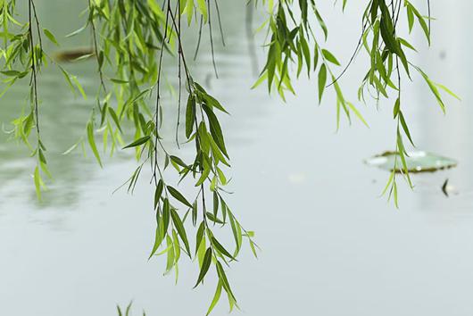 春雨（外两首）