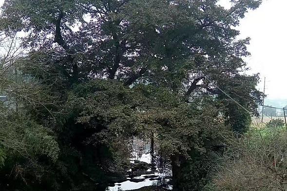 血染的丰碑——记我的堂叔吴贤富