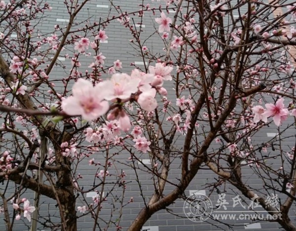 题·西壁桃花