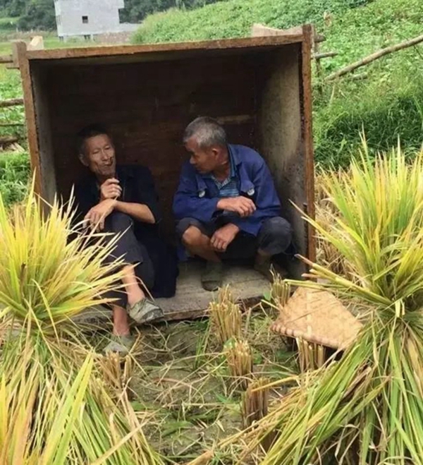 难忘用“戽桶”打谷子的岁月