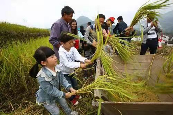 难忘用“戽桶”打谷子的岁月