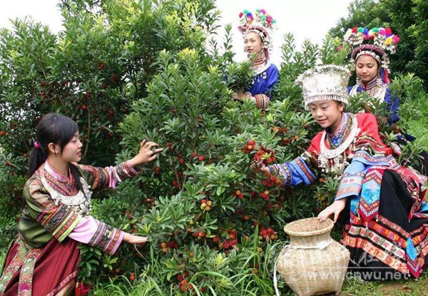 杨梅红了的时候，等你在靖州