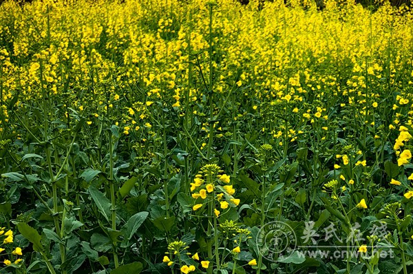 喝杯糖豆茶，一年甜蜜蜜
