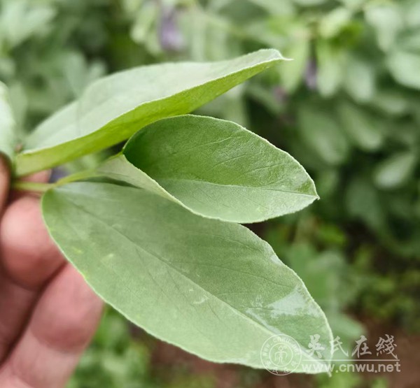 真的，别再逼i人变e了