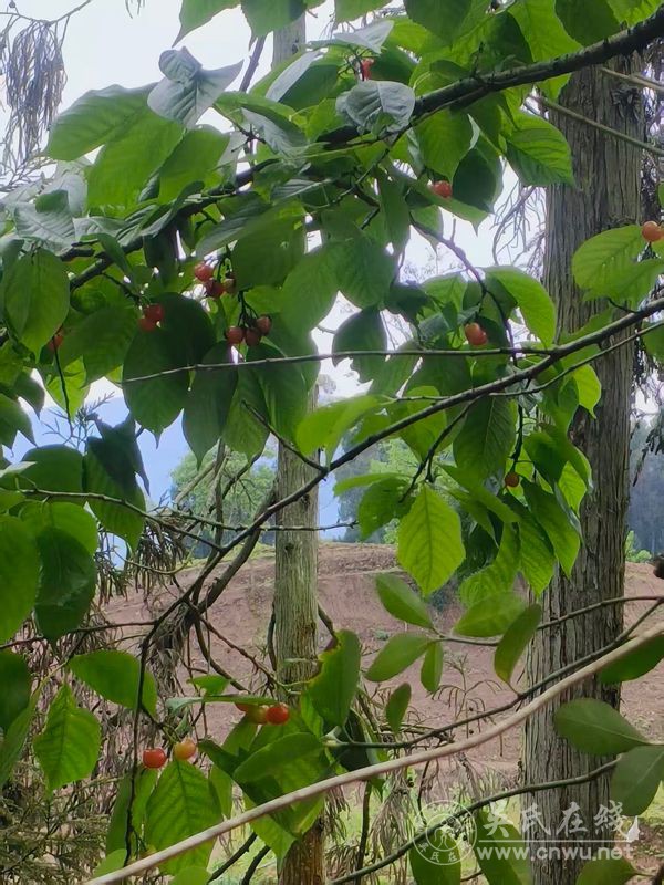 织女的泪是牛郎的歌