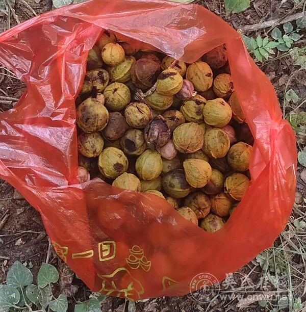 又回老家捡核桃