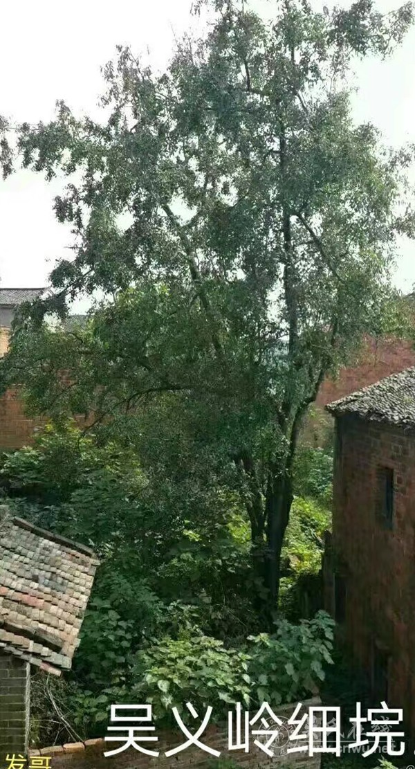 采桑子·归乡感旧